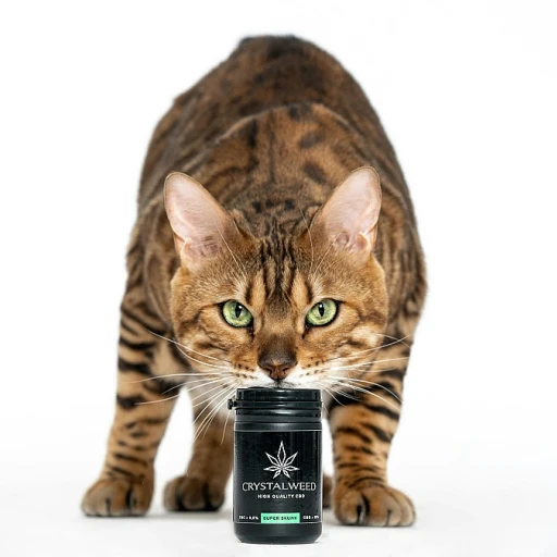 CBD Neuroprotecteur chez le Chat: Percées et Perspectives