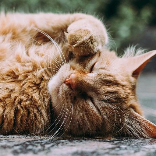 Mobilité Féline Renouvelée: Les Bienfaits du CBD pour l'Agilité et la Vitalité de votre Chat