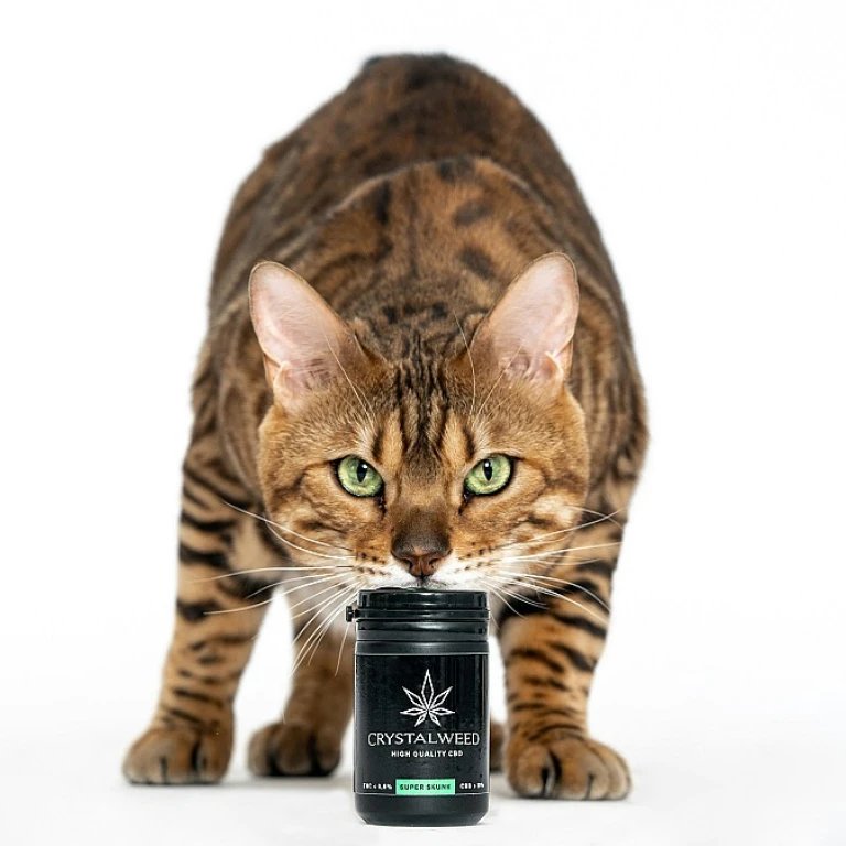 Ce que pensent vraiment les vétérinaires du CBD pour les chats