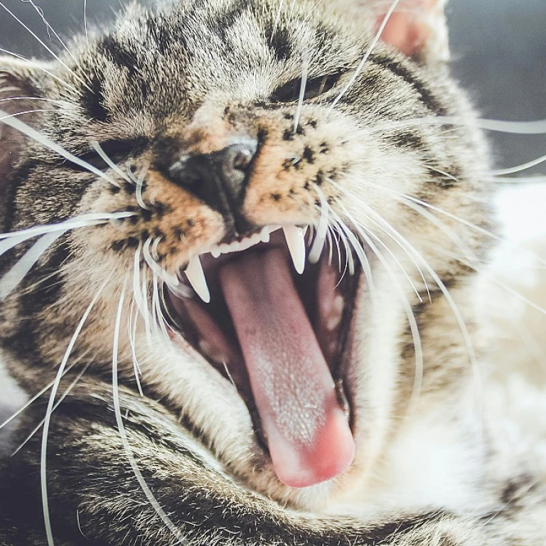 Apaiser votre chat avec le CBD : une solution naturelle