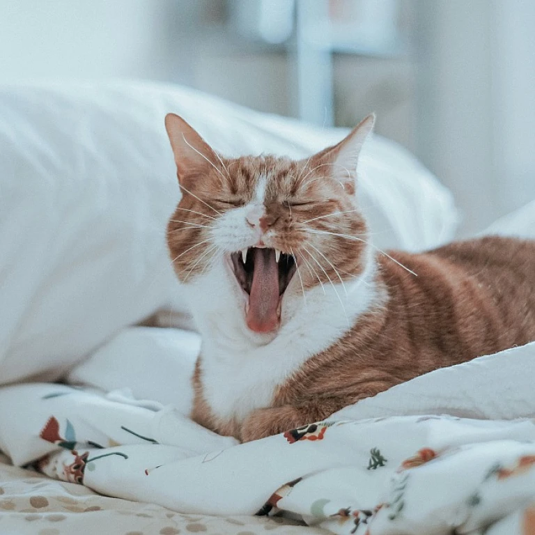 Le CBD pour chats : une aide précieuse pour gérer le stress de nos félins